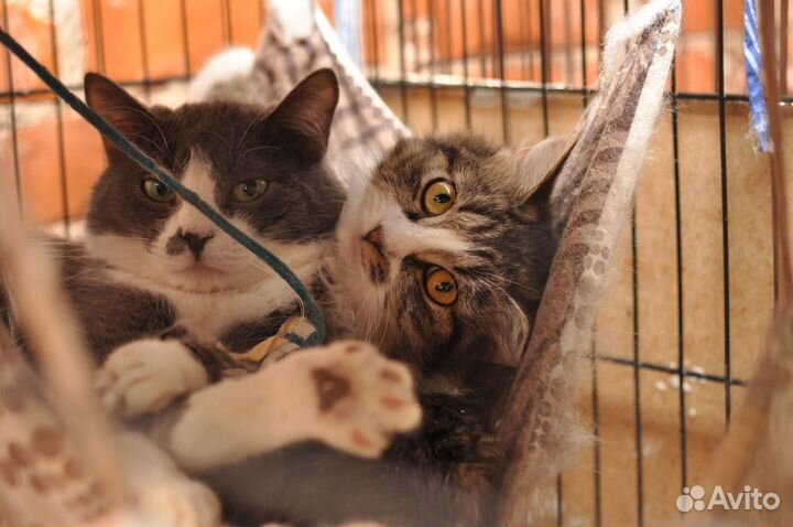 Два котика неразлучника ищут дом