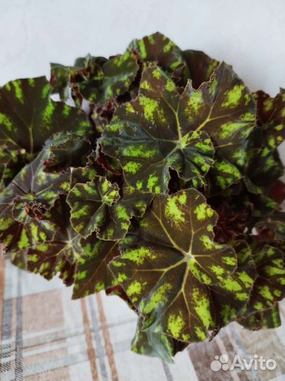 Гинура,пеперомия,колерия,лудизия,плектрантус