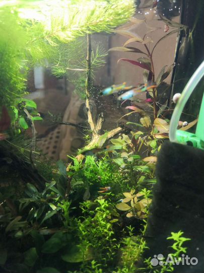 Гуппи эндлера EI siverado