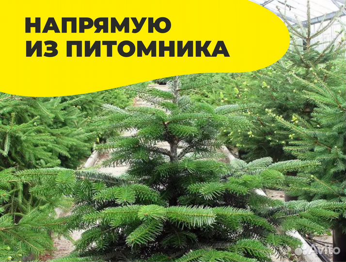 Пихта в ассортименте напрямую из питомника