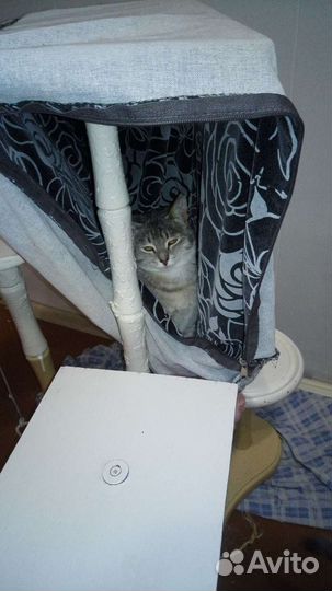 Кошечка Тоня в добрые руки