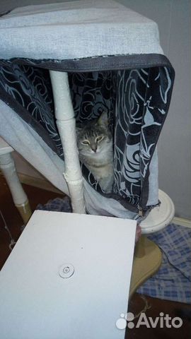 Кошечка Тоня в добрые руки