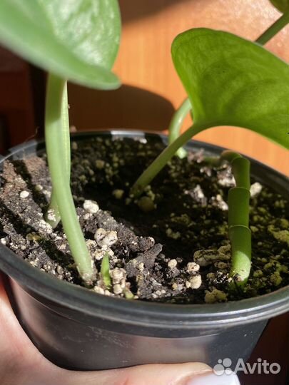 Сциндапсус