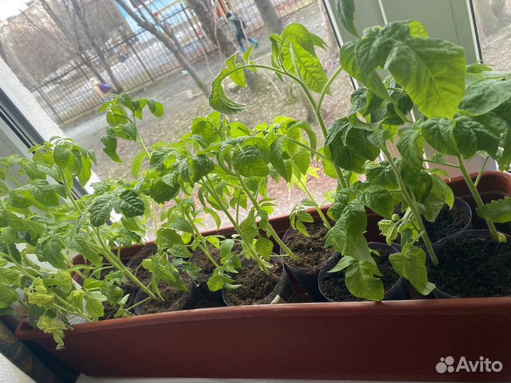 Рассада помидор, перец, баклажаны