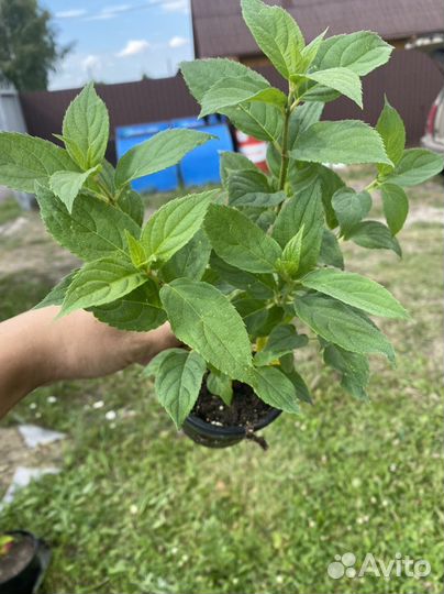 Растения для сада