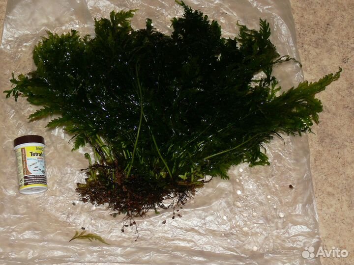 Папоротник болбитис