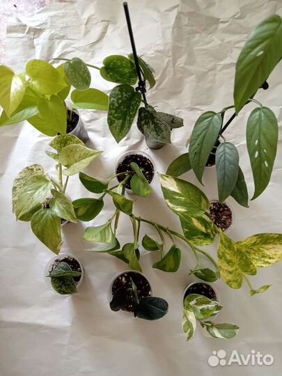 Сциндапсус, эпипремнумы