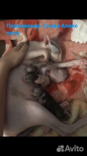 Вязка Донской сфинкс кот - резиночка