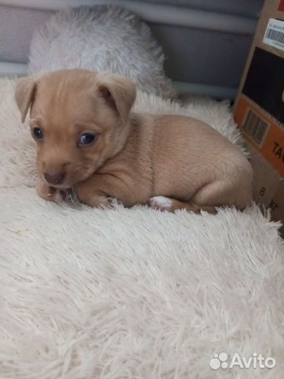 Помесь мин пина и русского той терьра