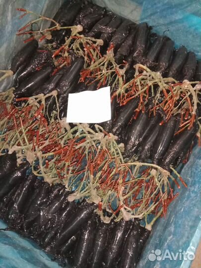 Саженцы роз