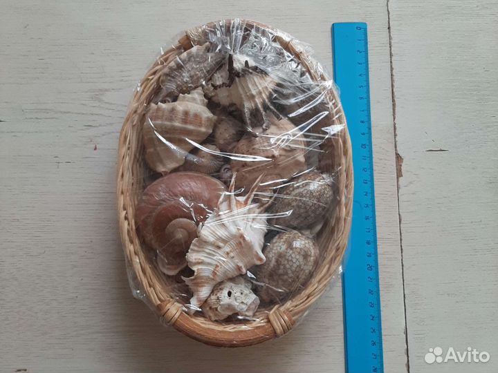 Набор морских ракушек и камешков