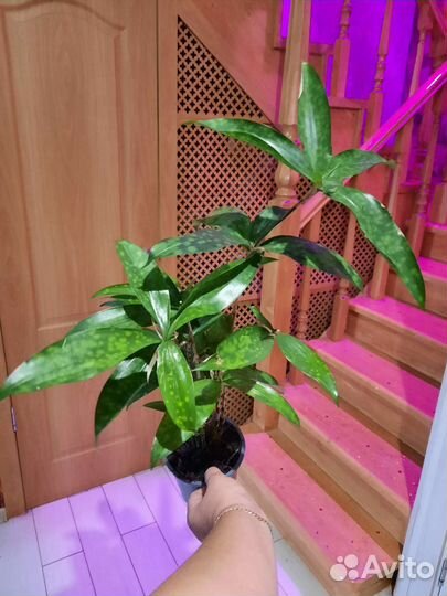 Драцена суркулоза