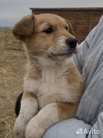 Щенок в добрые руки
