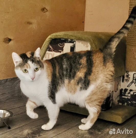 Кошечка на удачу