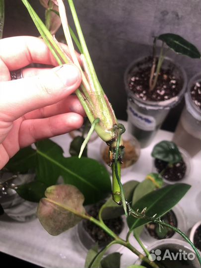 Сингониум неон робуста