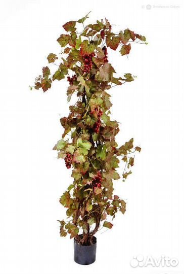 Виноградная лоза с красным виноградом 160 см
