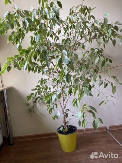 Фикус деверце, большой