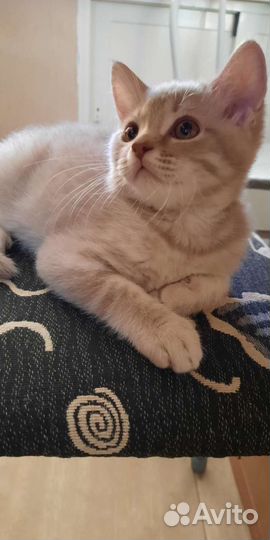 Шотланский котенок