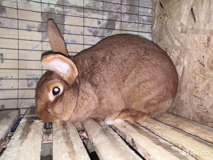 Кролик