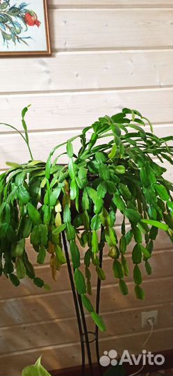 Комнатные цветы много