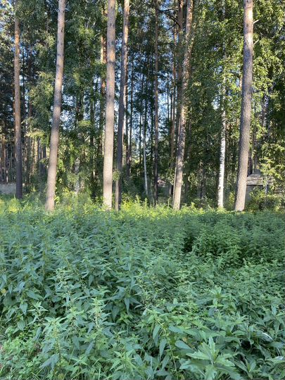 Участок 16 га (ИЖС)