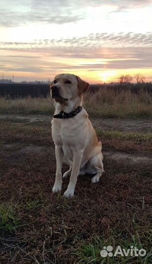 Собака для вязки