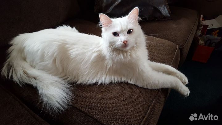 Ласковая ангорская кошка Белоснежка - 8 мес