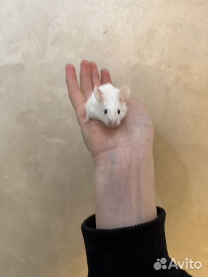 Сатиновая мышь