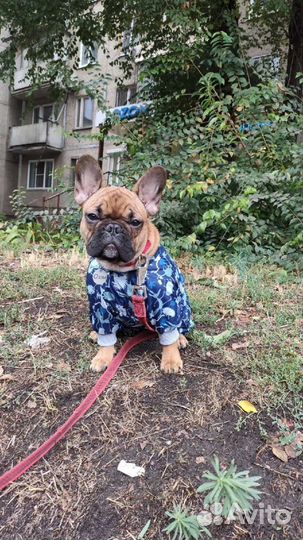 Комбинезон для маленькой собаки