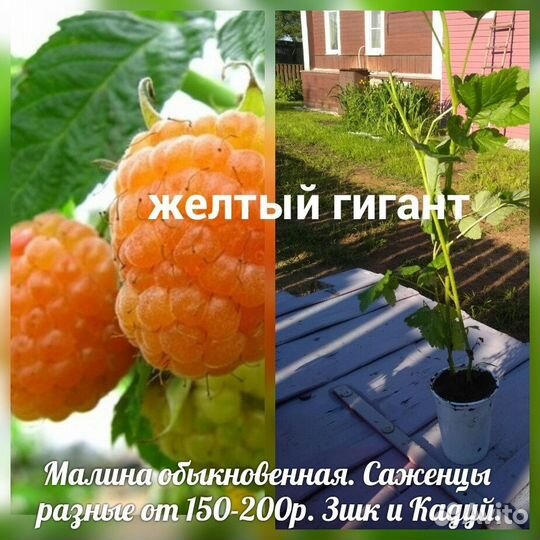 Саженцы Малина Смородина рябина черная лук многол