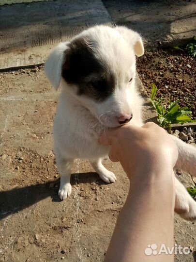 Собака щенок в добрые руки отдам бесплатно