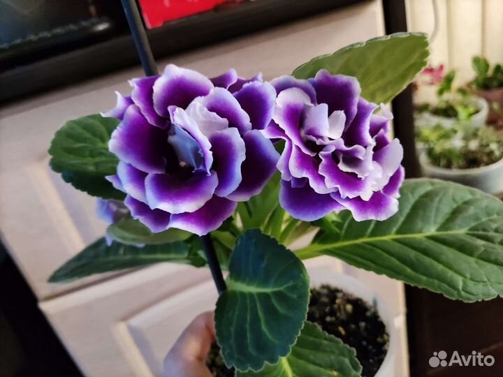 Глоксиния махровая