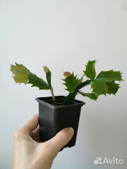 Комнатные цветы: декабрист (шлюмбергера)