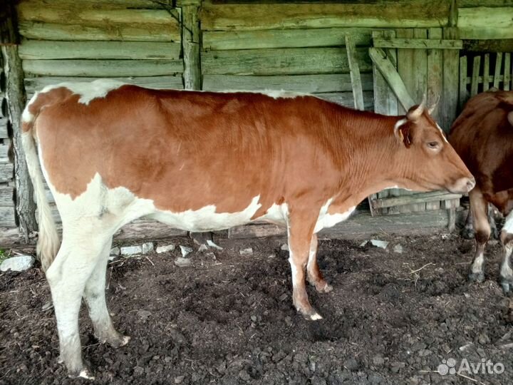 Телка 2,5 года