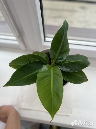 Банан киевский карлик