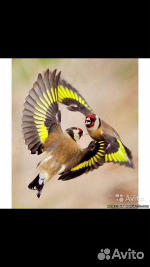 Щеглы, Чижи, Снегири