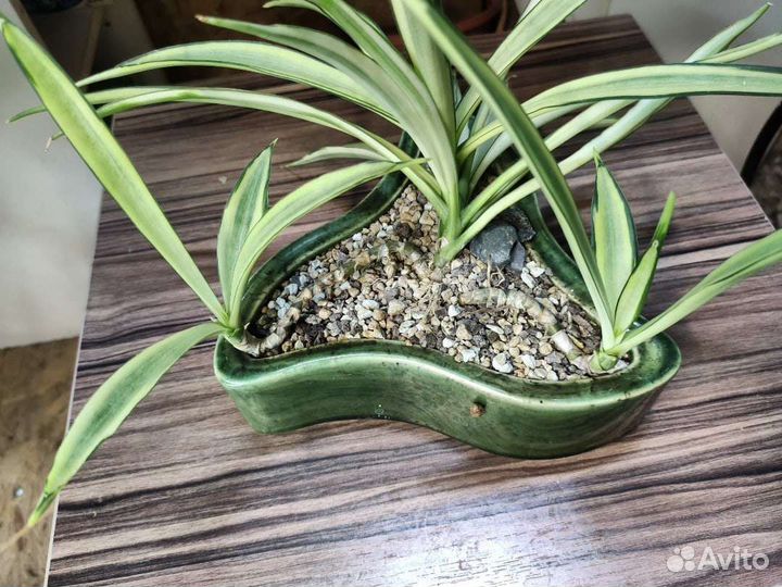 Комнатные растения