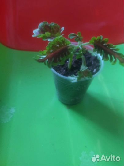 Колиус,цена за стаканчик (укорененый)