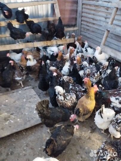 Породистые Куры и Петухи