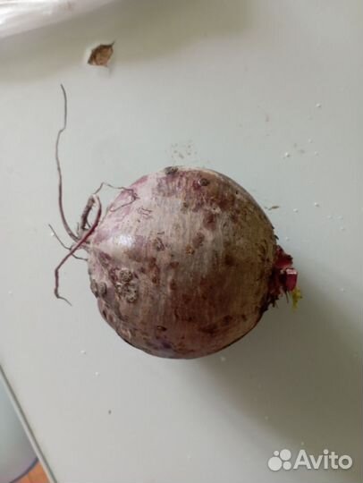 Чеснок, лук на зелень, картофель, свекла