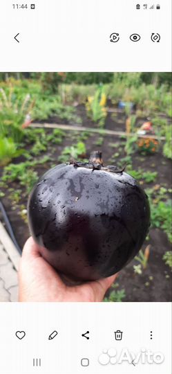 Рассада томатов баклажанов перца арбузов огурцов