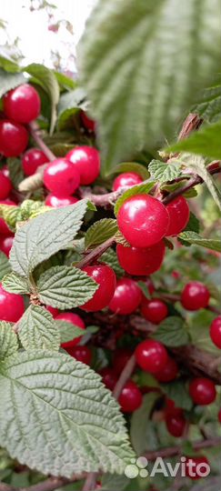 Саженцы вишня войлочная