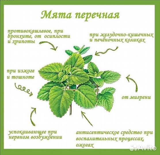 Мята перечная