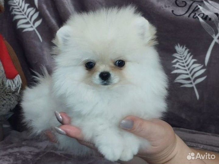 Померанский шпиц мини