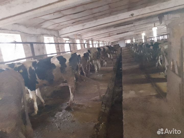 Продам быков