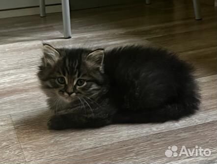 Шотландский котик