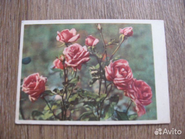 Розовые розы 1961г