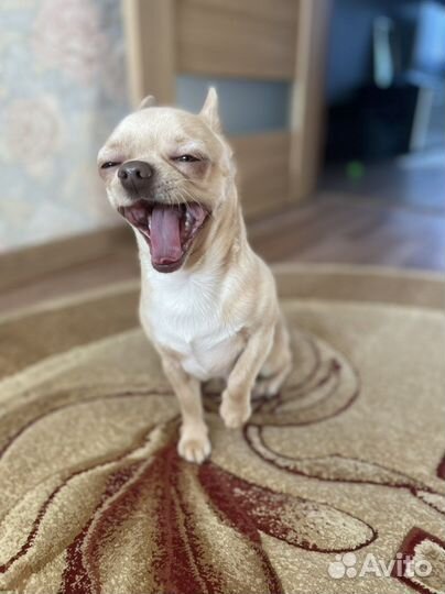 Вязка чихуахуа