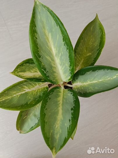 Аглаонема Kan Kluay