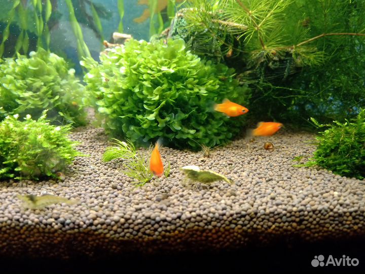 Пецилия красная (уход как за гуппи), роголистник